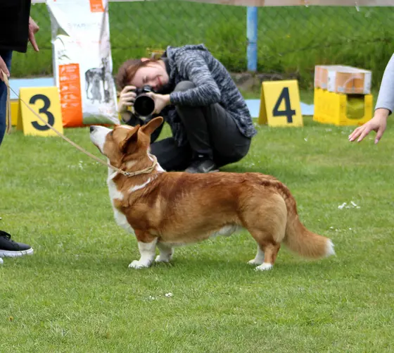 C.I.B. Simba Tender Lion z Jurajskiego Zamku, welsh corgi cardigan, ve výstavním postoji