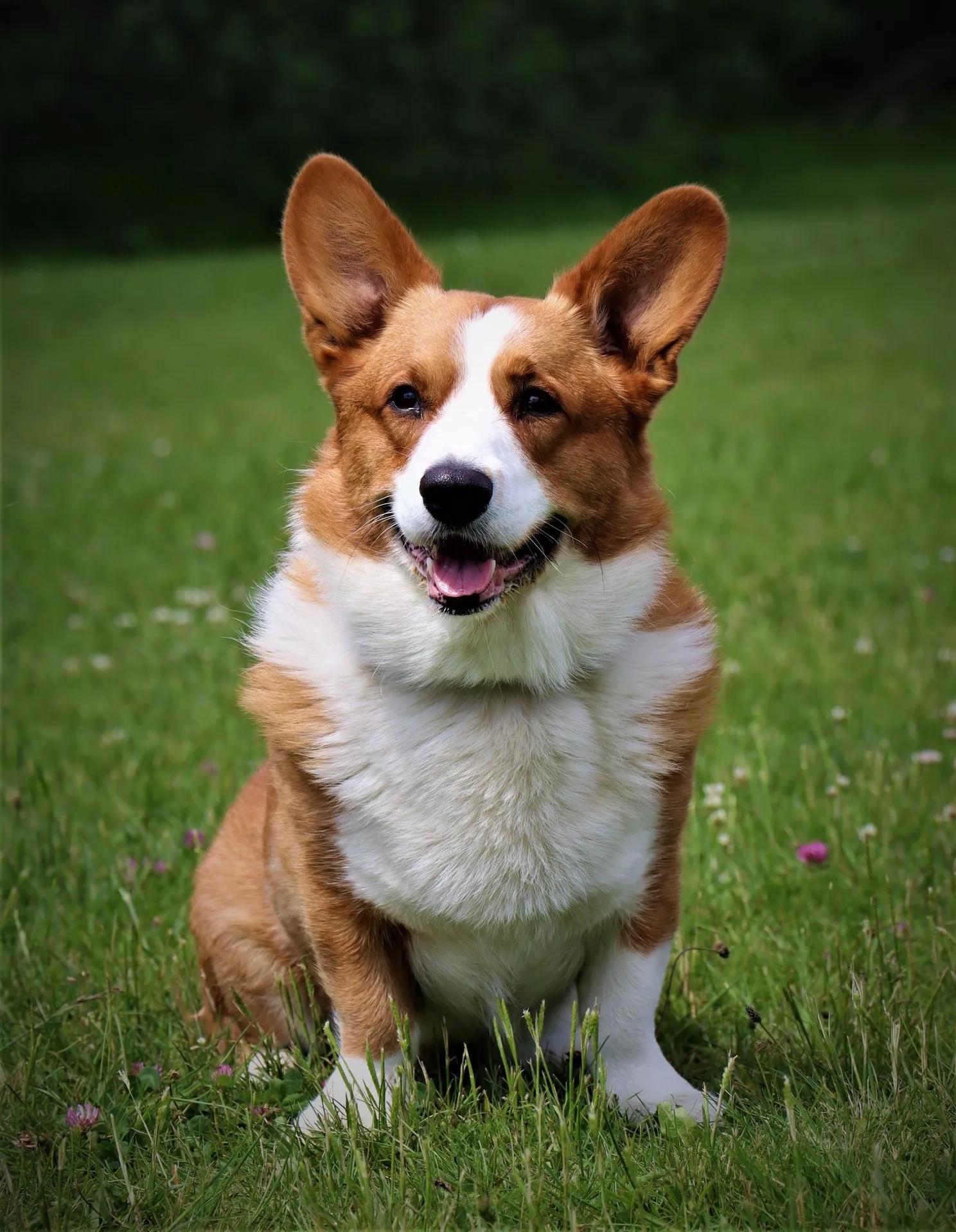 C.I.B. Simba Tender Lion z Jurajskiego Zamku, welsh corgi cardigan, ve výstavním postoji